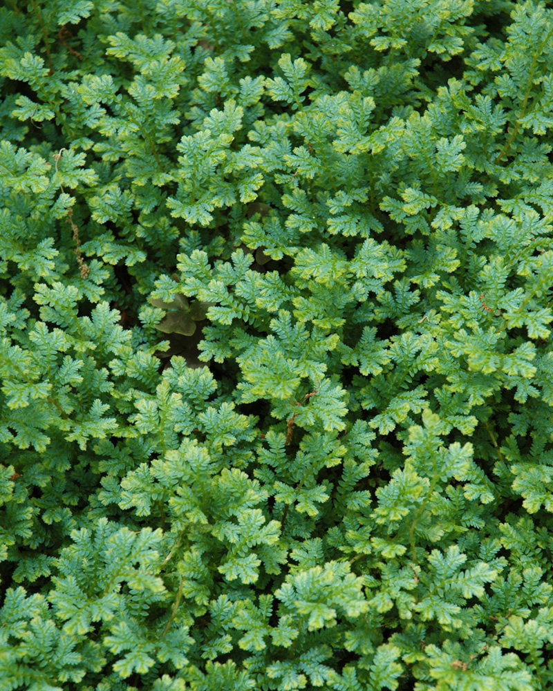 Peacock Selaginella 6"