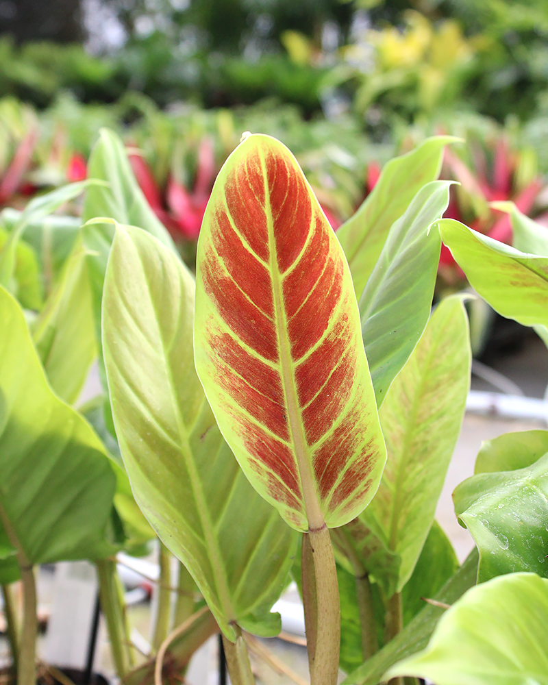 Philodendron Subhastatum 4"