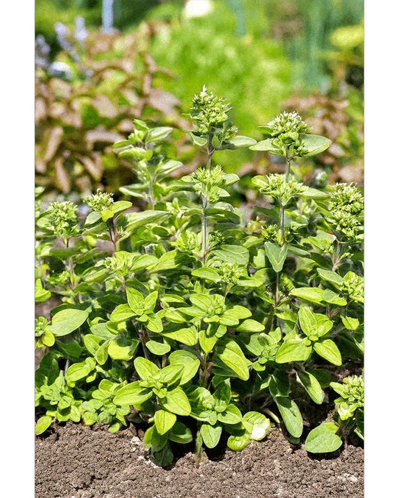 Oregano