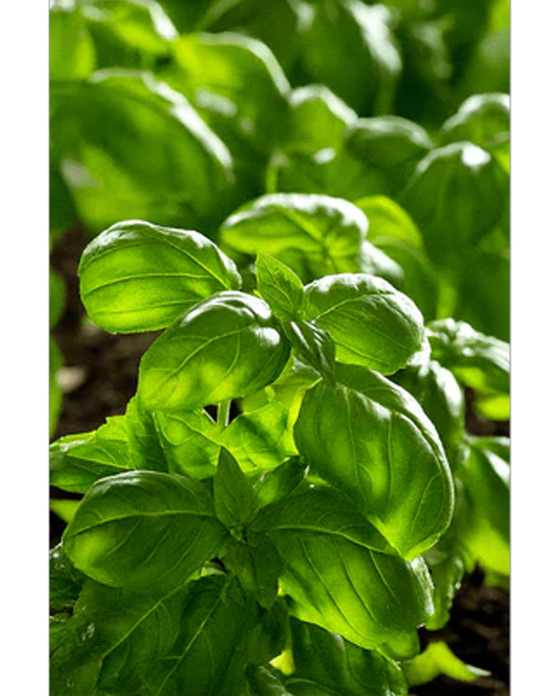 Basil