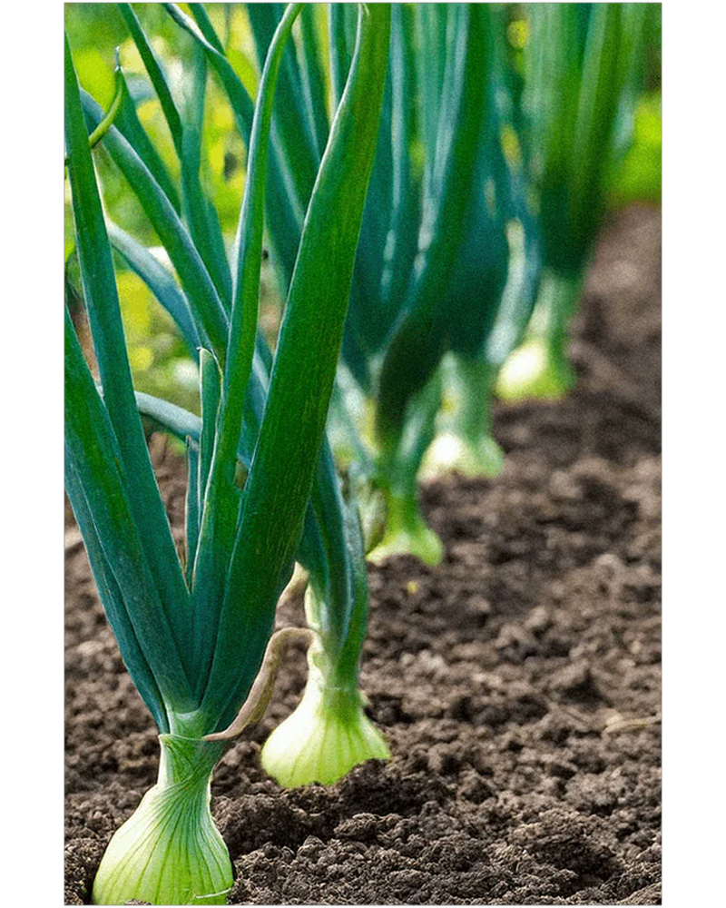 Texas Super Sweet Onion