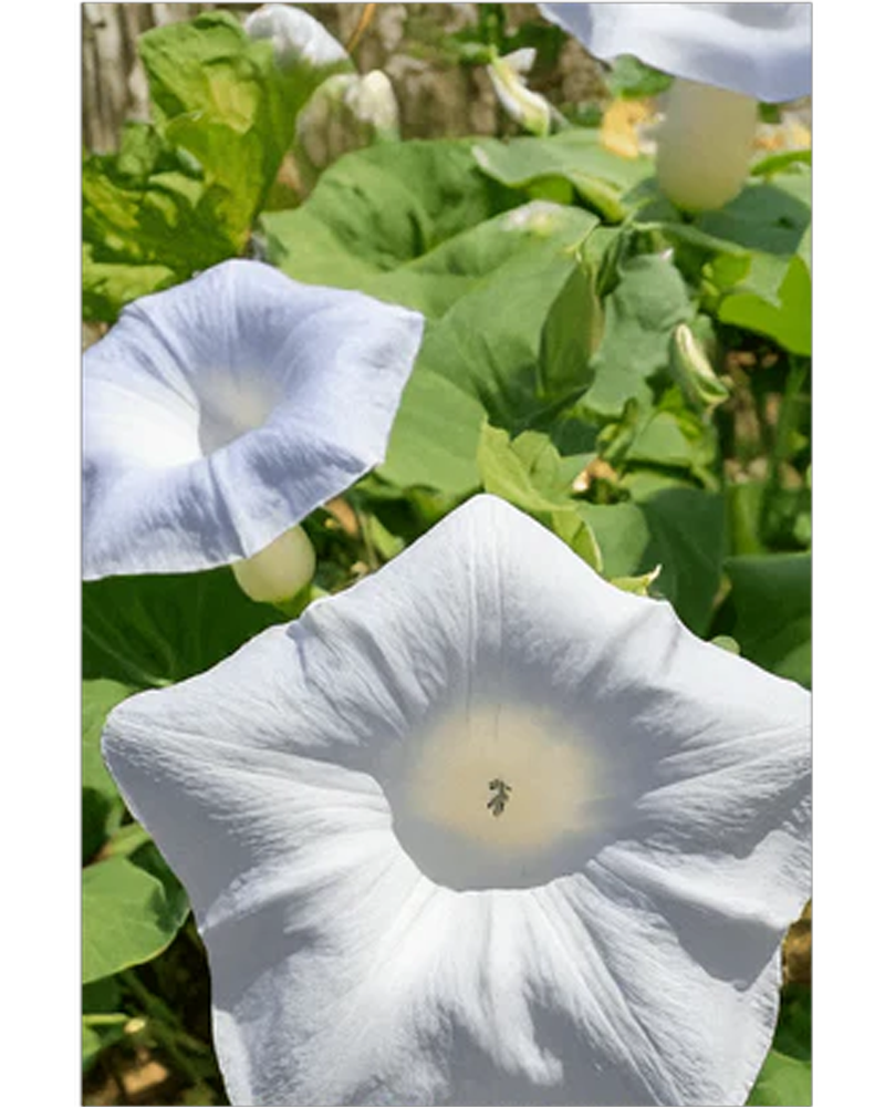 Giant Moonflower