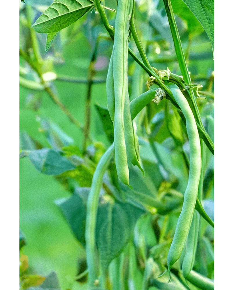 French Beans