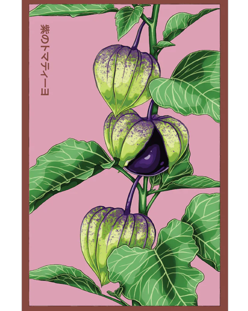 Sweet Purple Tomatillo