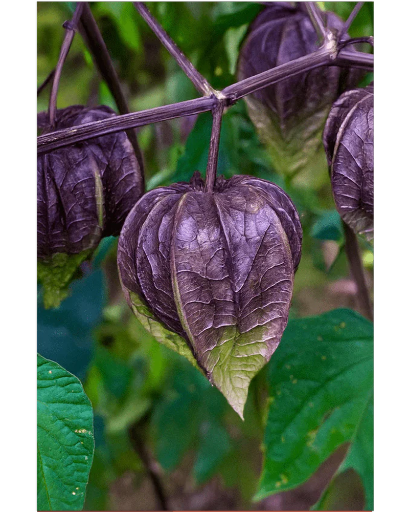Sweet Purple Tomatillo