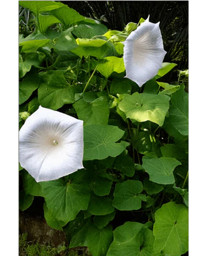 Giant Moonflower