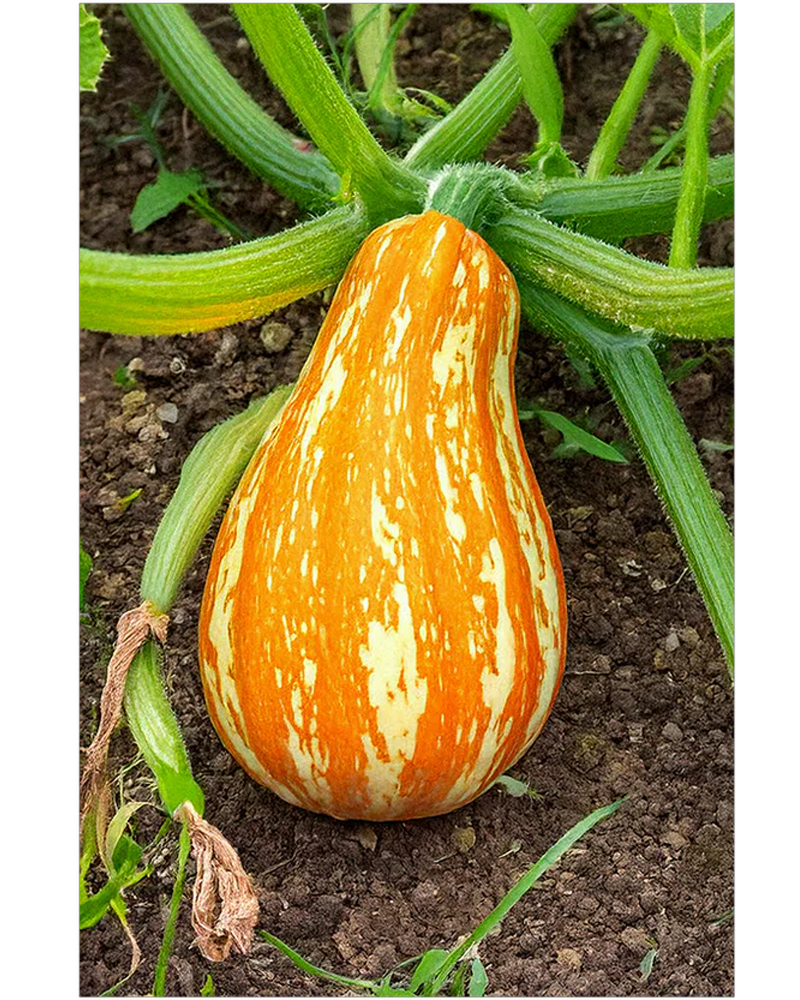 Funky Squash
