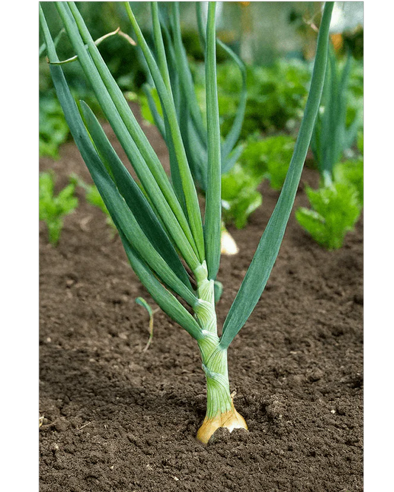 Scallions