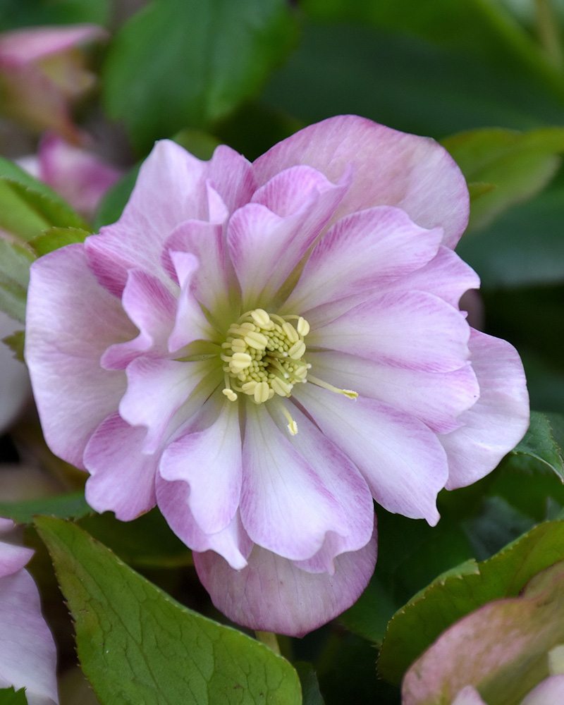 Wedding Party&reg; Flower Girl Hellebore #1<br><i>Helleborus 'Flower Girl'</br></i>