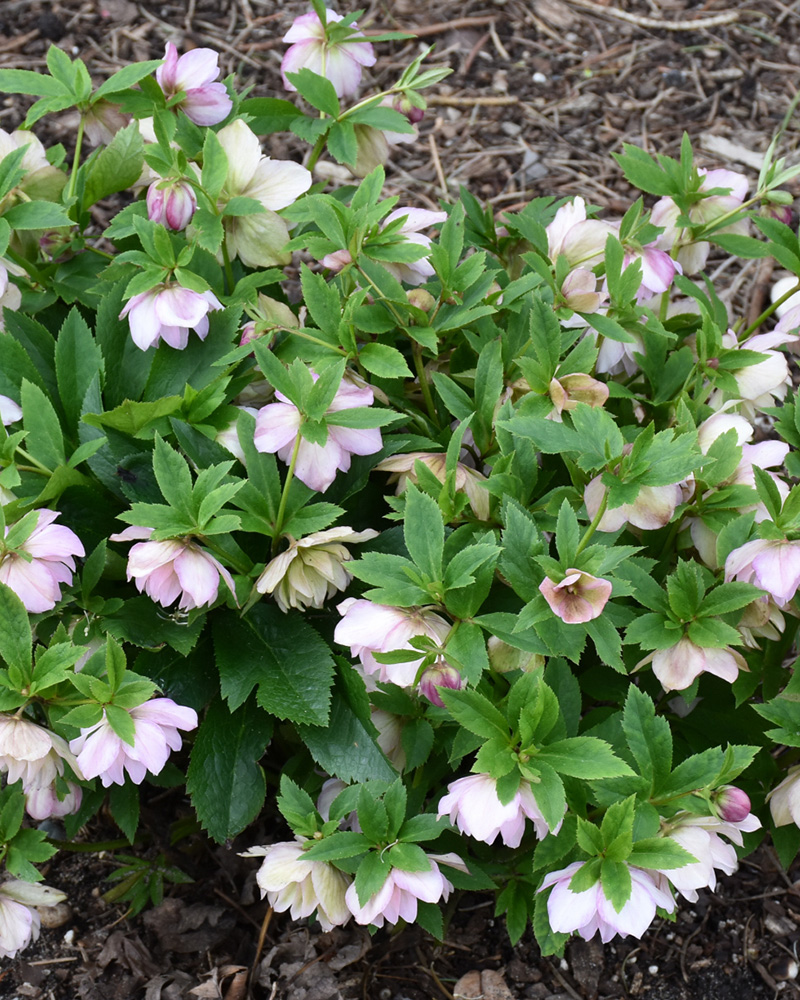 Wedding Party&reg; Flower Girl Hellebore #1<br><i>Helleborus \'Flower Girl\'</br></i>