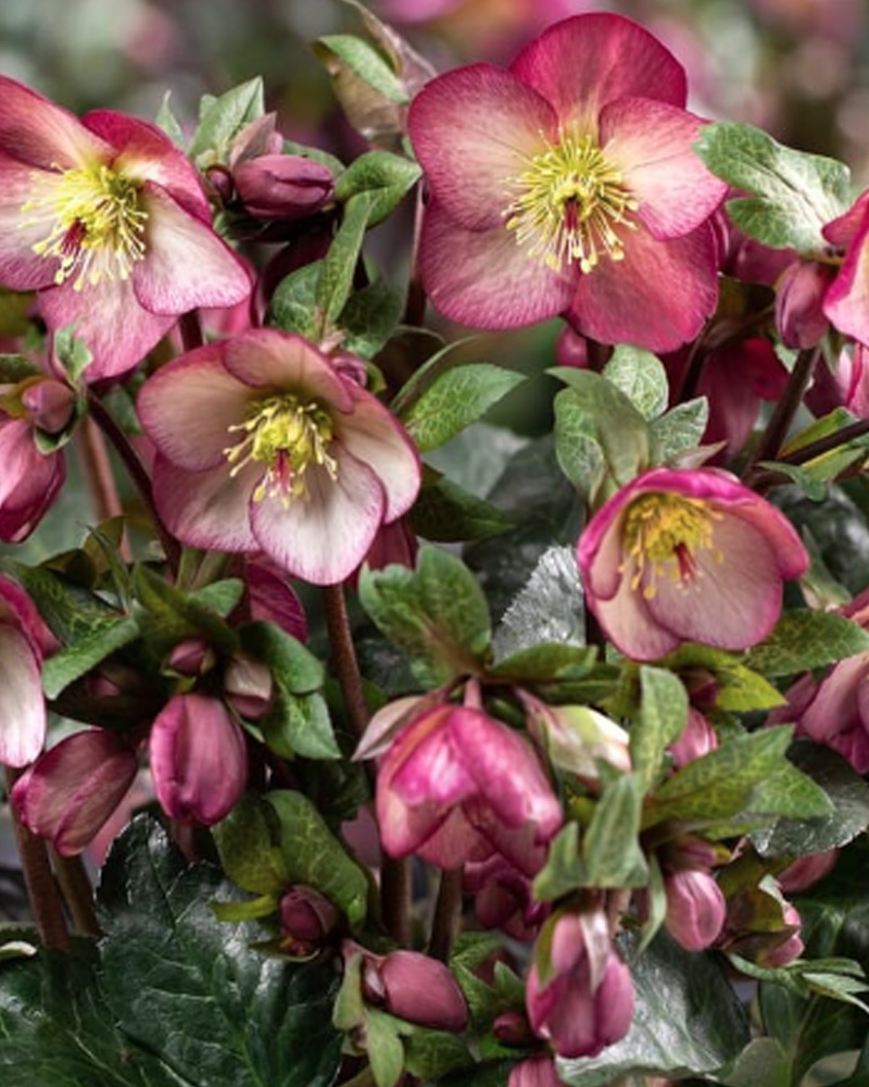 HGC&reg; Ice N� Roses&reg; Mary Marble Hellebore #1<br><i>Helleborus 'Mary Marble'</br></i>