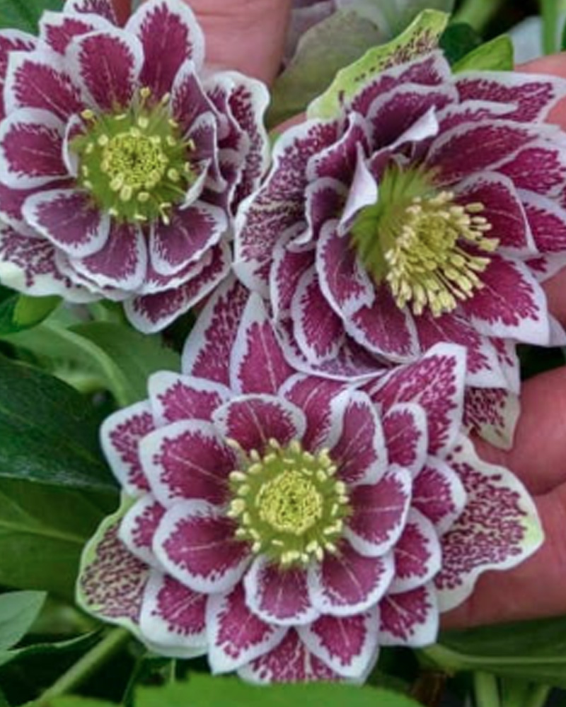 Wedding Party&reg; Shotgun Wedding Hellebore #1<br><i>Helleborus 'Shotgun Wedding'</br></i>