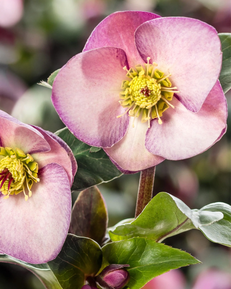 Ice N� Roses&reg; Early Rose Hellebore #1<br><i>Helleborus 'Early Rose'</br></i>