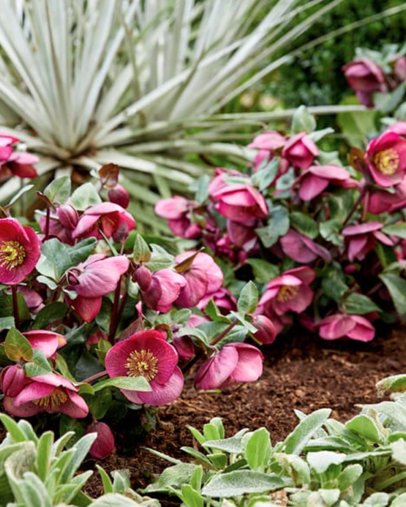 Frostkiss&reg; Charmer Hellebore #1<br><i>Helleborus 'Charmer'</br></i>