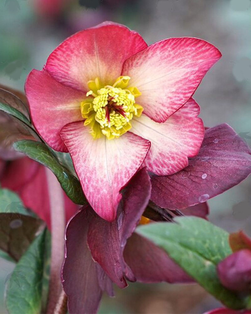 HGC&reg; Ice N� Roses&reg; Mindy Marble Hellebore #1<br><i>Helleborus 'Mindy Marble'</br></i>