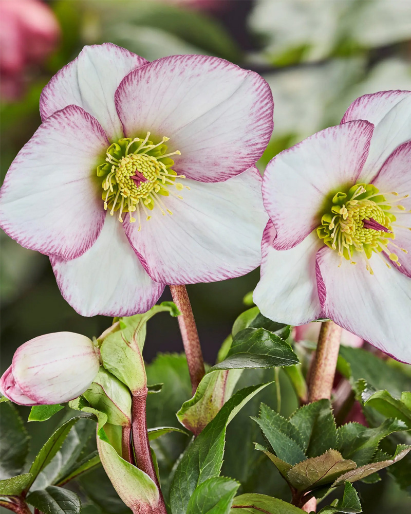 Ice N� Roses&reg; Picotee Hellebore #1<br><i>Helleborus x glandorfensis 'Picotee'</br></i>