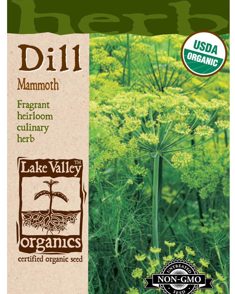 Dill Mammoth Organic