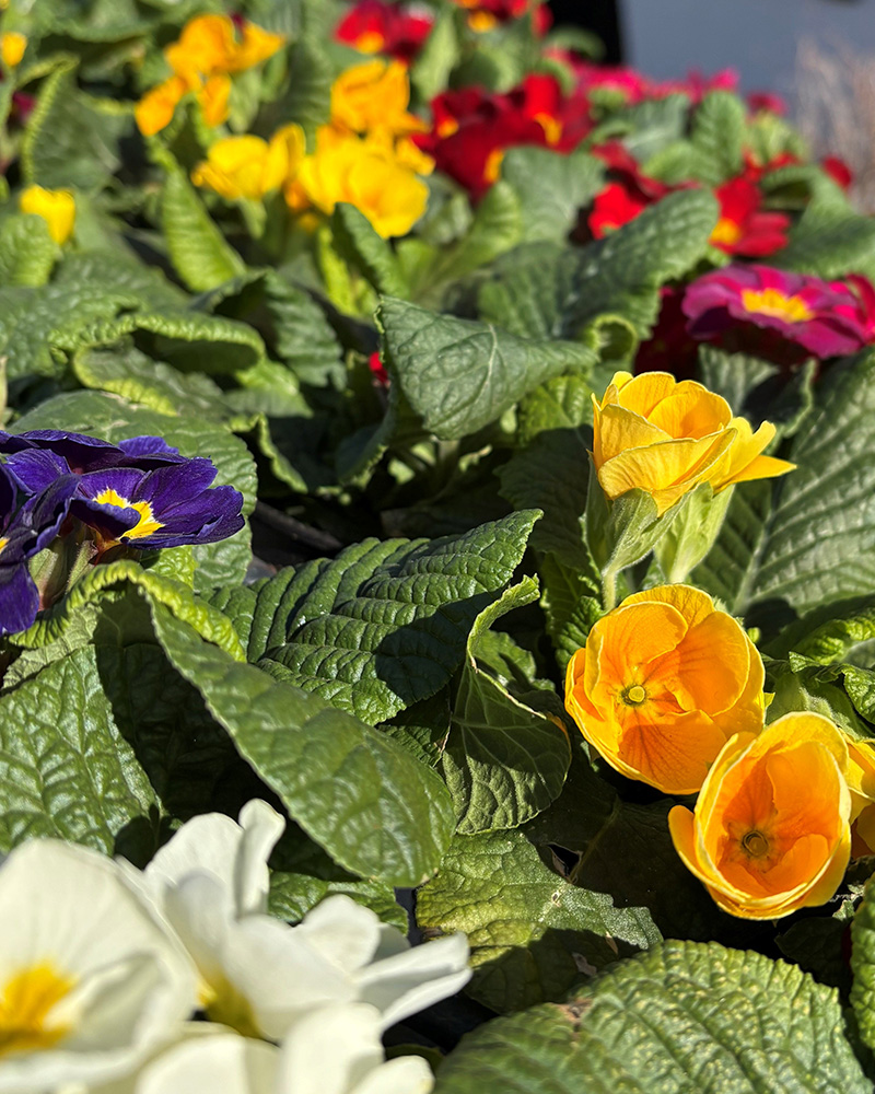 Primrose Danessa Mix 4"