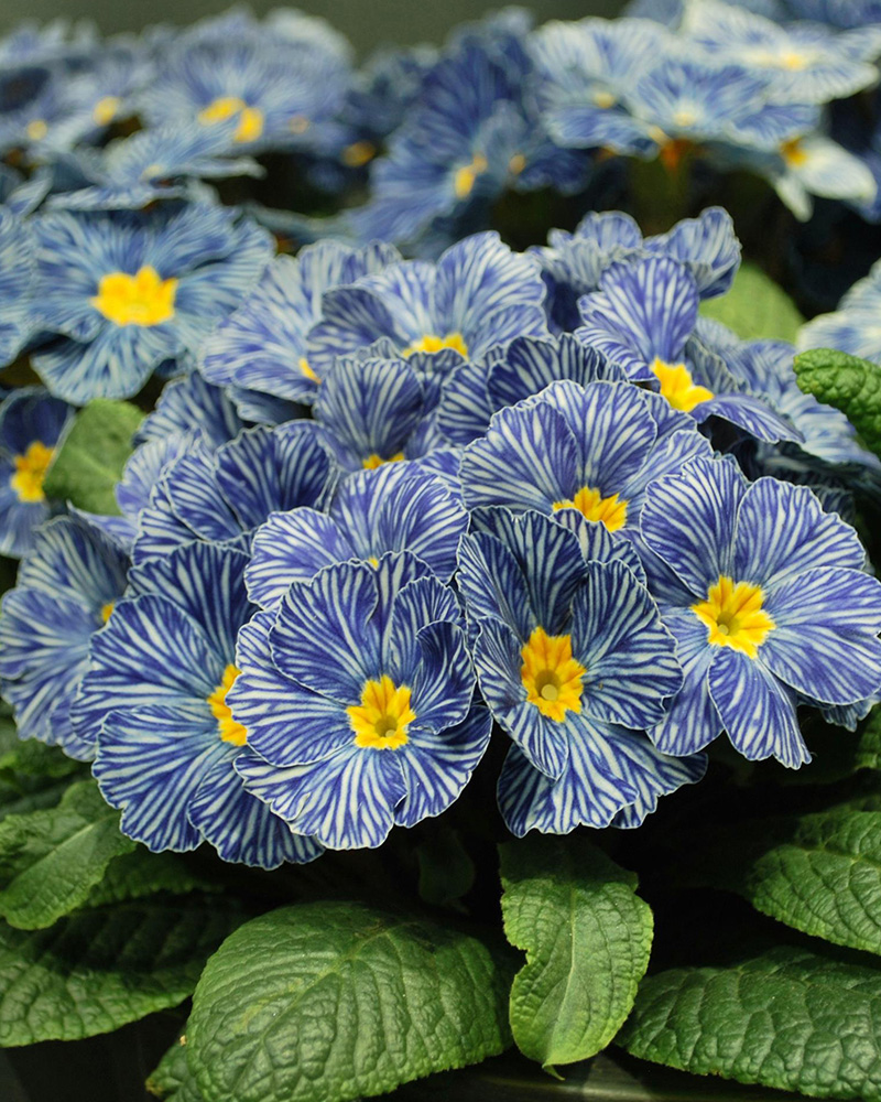 Primrose Blue Zebra 4"