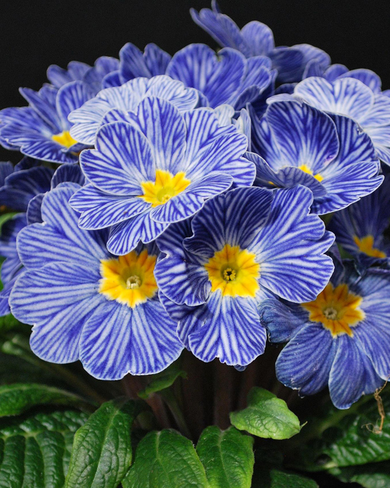 Primrose Blue Zebra 4\"