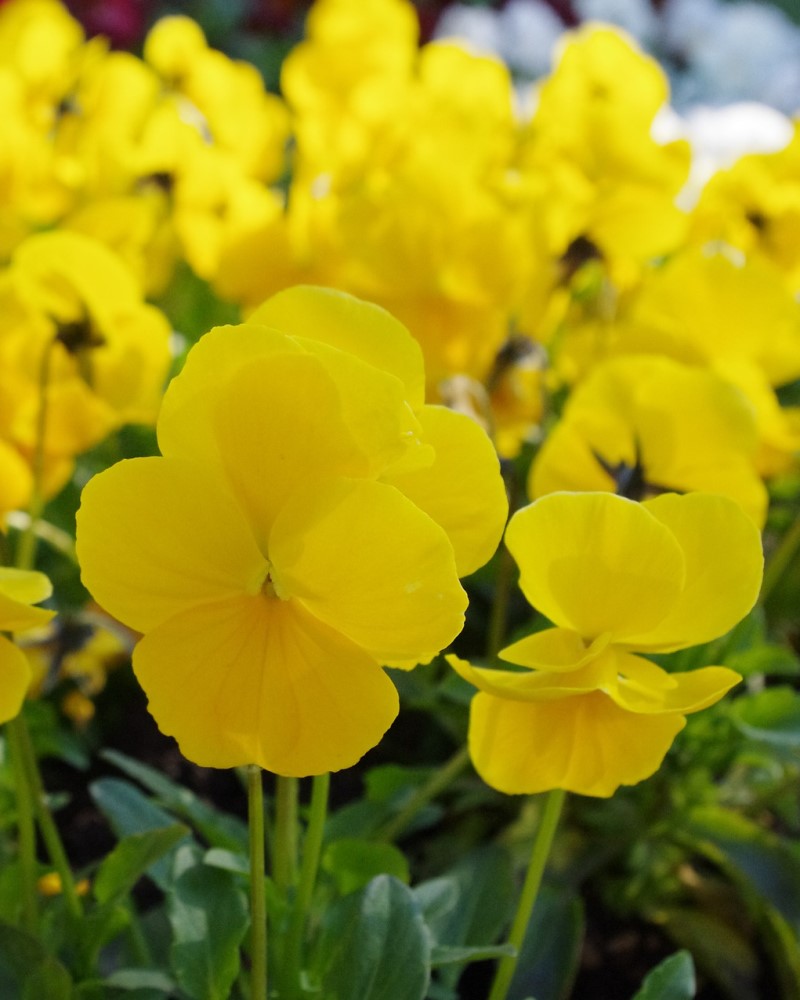 Pansy Cool Wave Golden Yellow 6 Pack