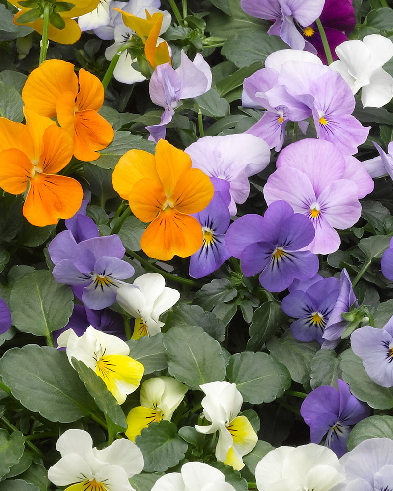 Viola Penny Lane Mix 6 Pack