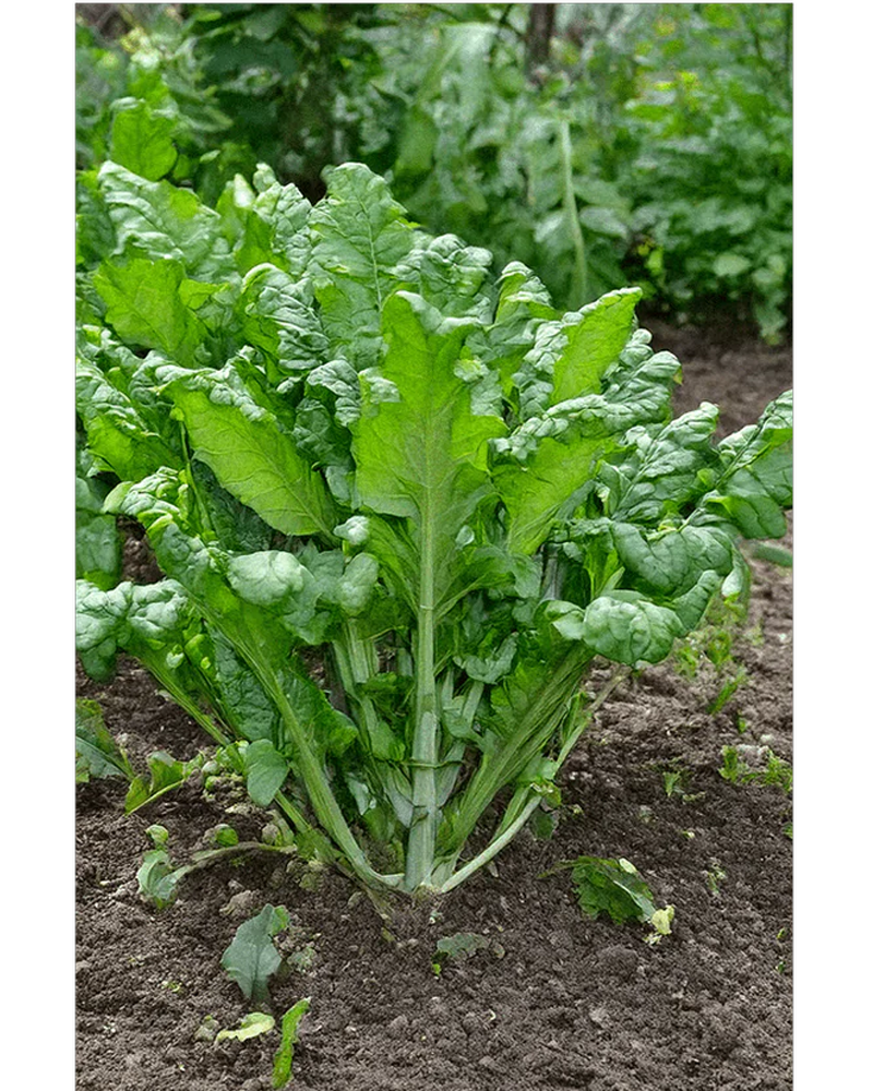 Rapini (Broccoli Rabe)