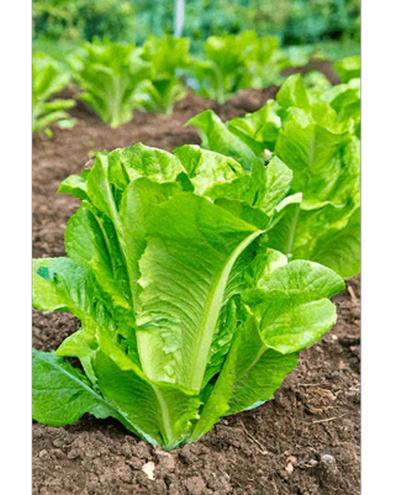Romaine Lettuce