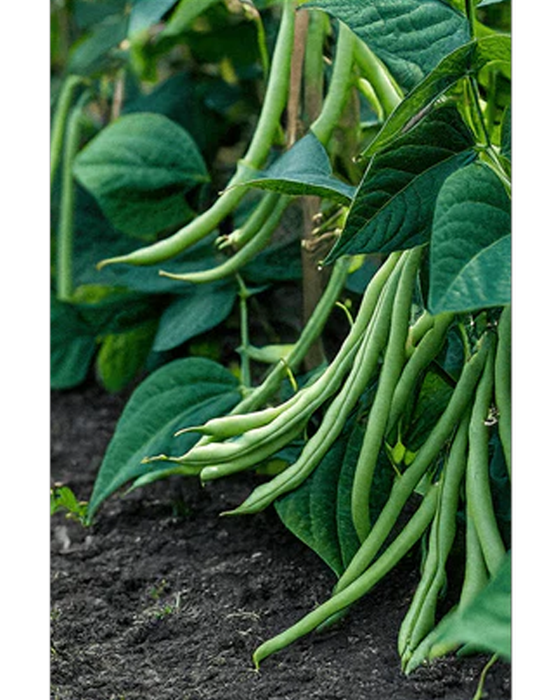 Green Beans