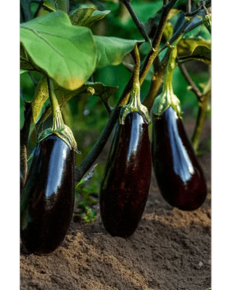 Eggplant