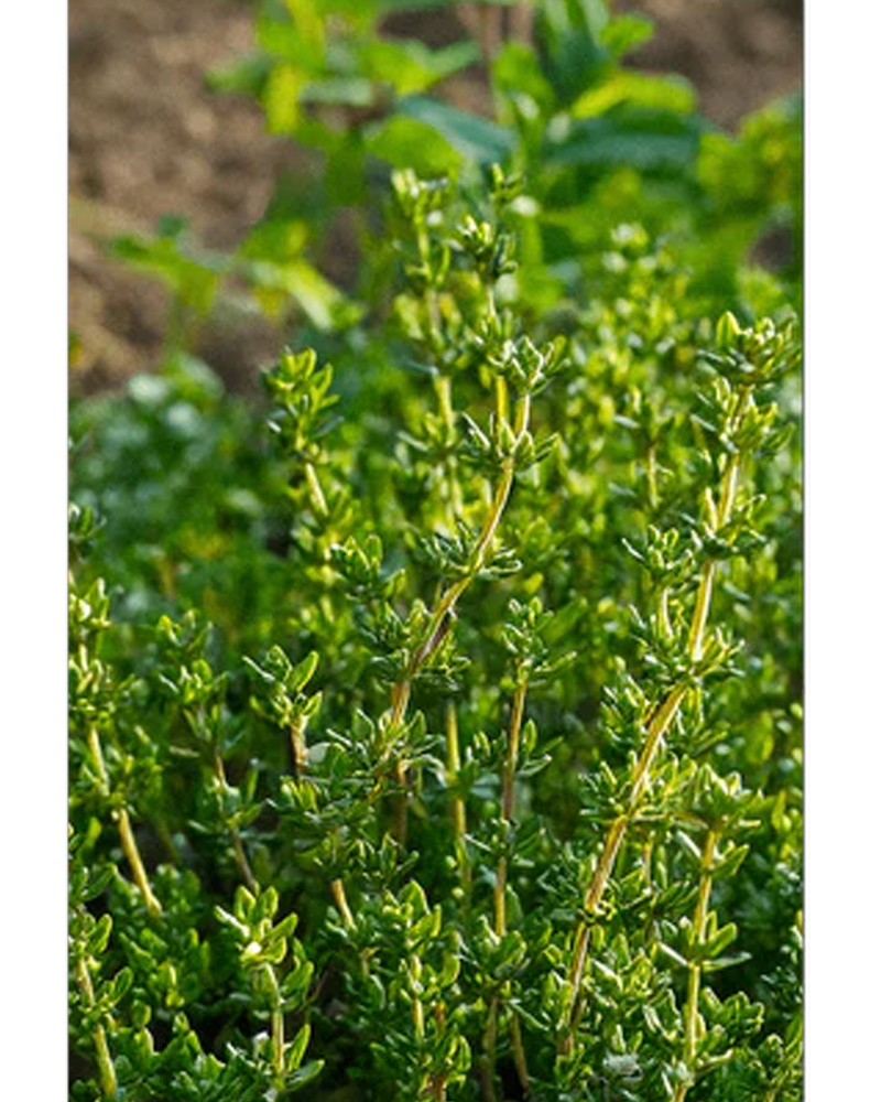 Thyme