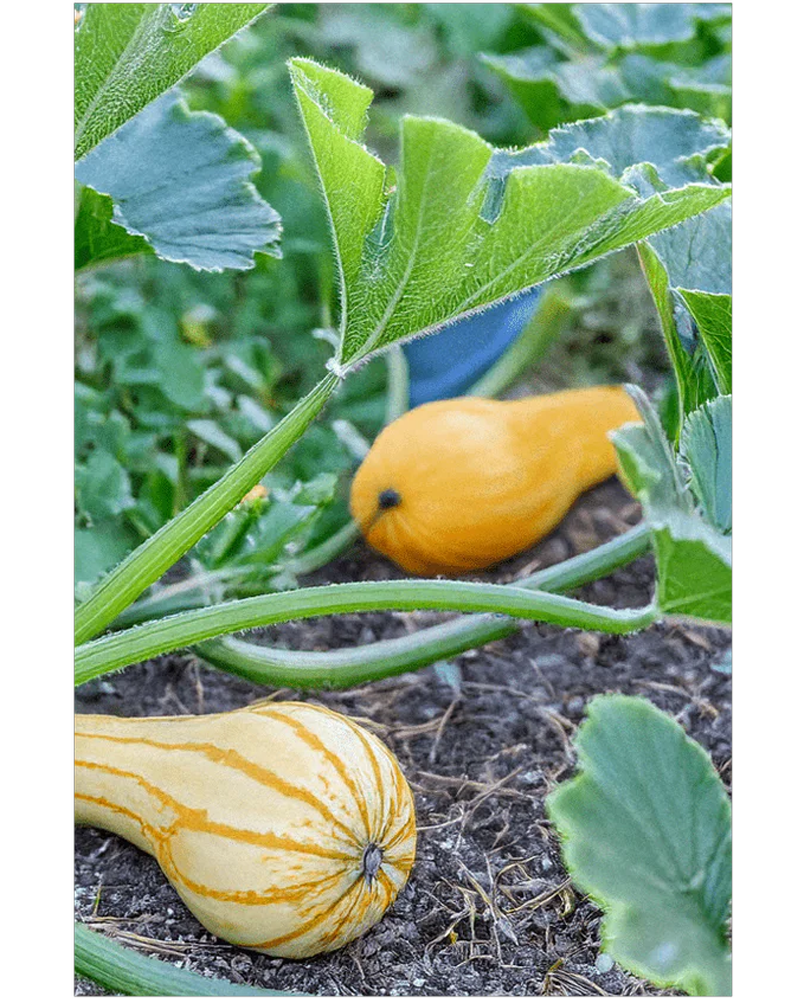 Early Golden Crookneck Squash