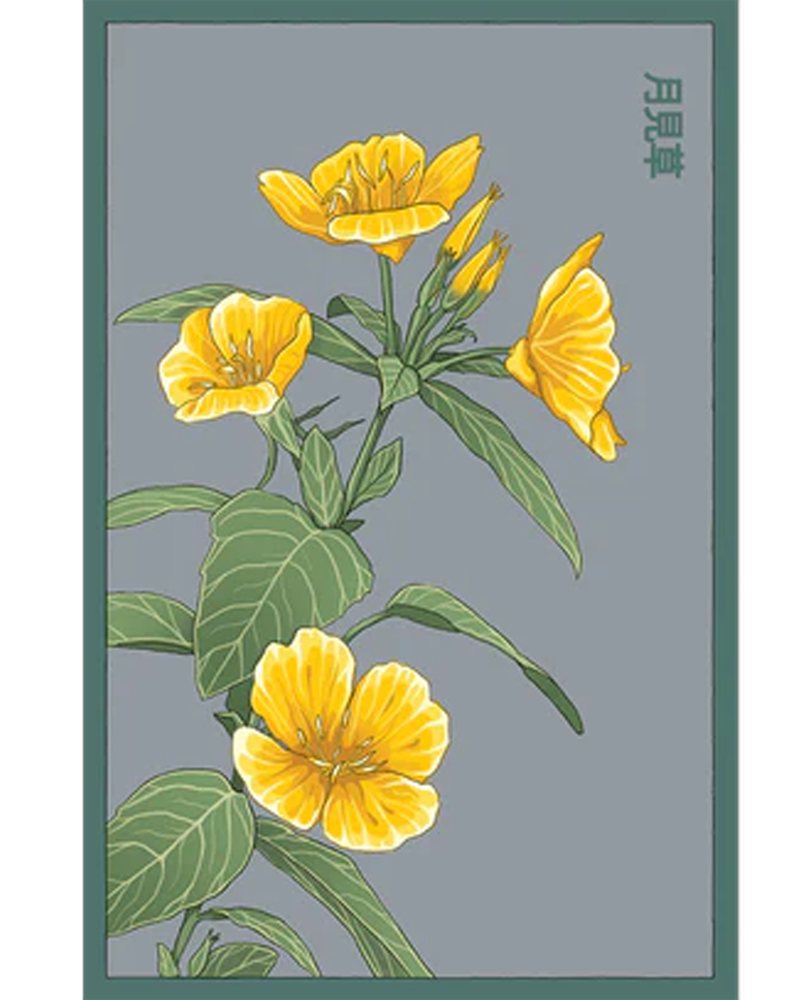 Evening Primrose