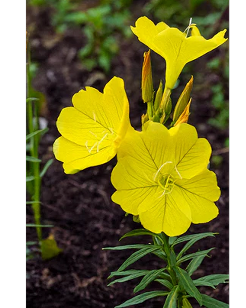 Evening Primrose