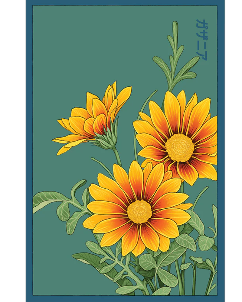 Gazania