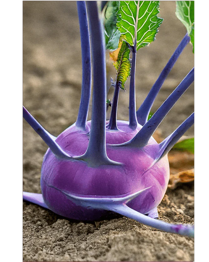 Kohlrabi Purple Delicacy