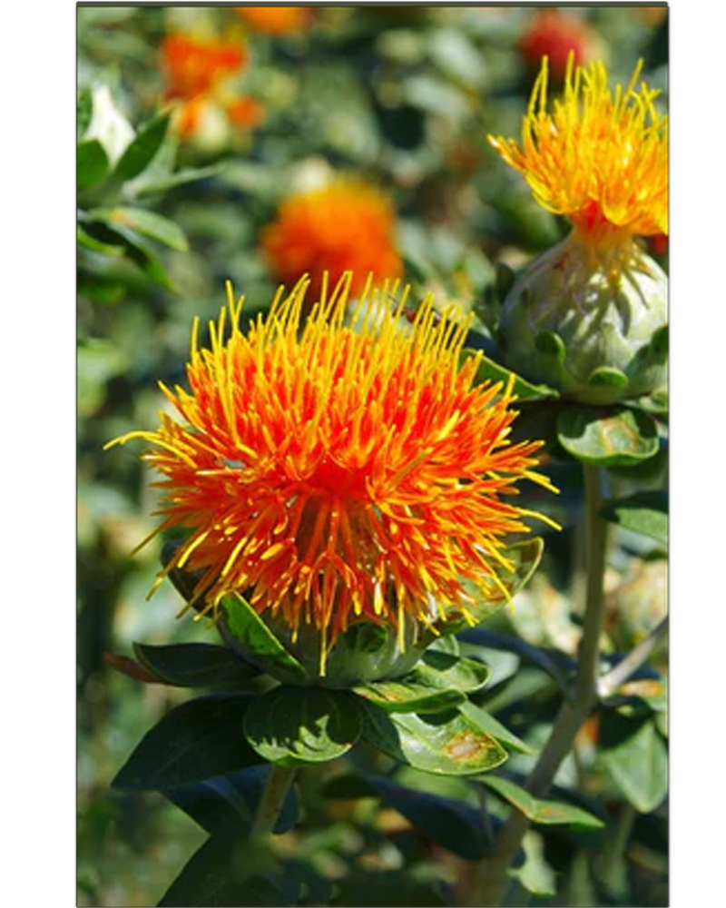 Safflower