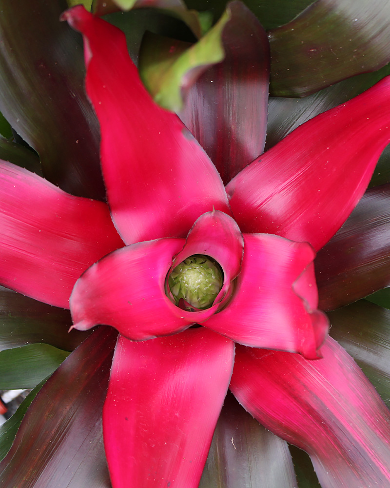 Bromeliad Neoregelia Crimson 6"