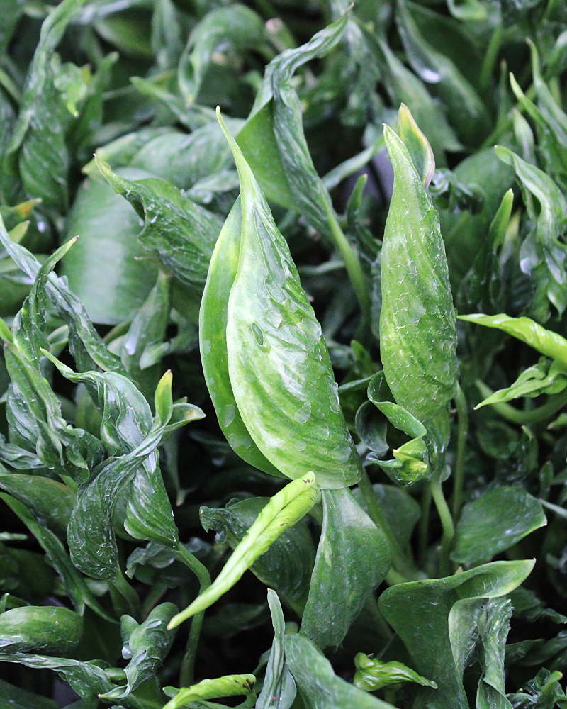 Pothos Shangri-La 4"