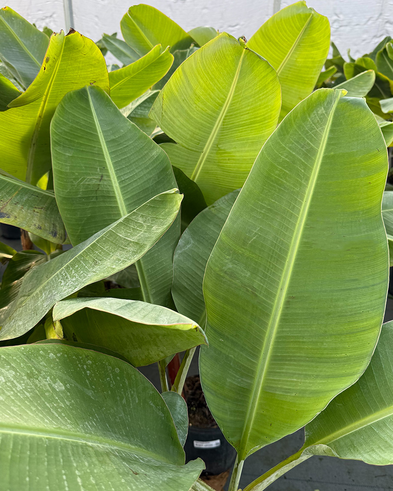 Banana Dwarf Cavendish 10"