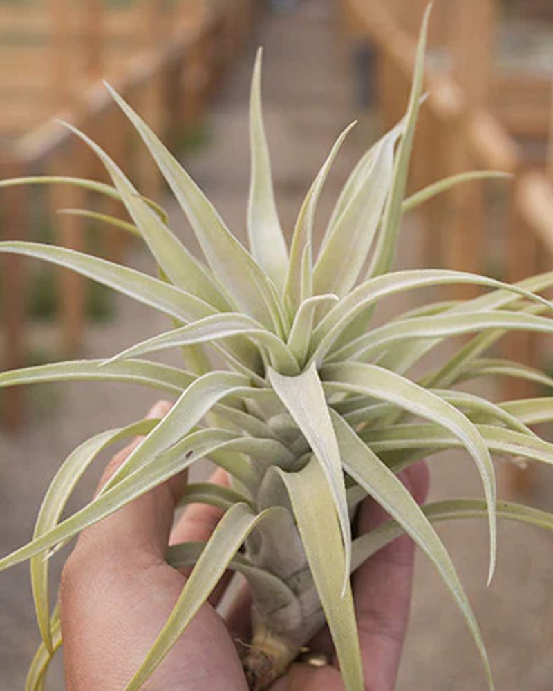 Tillandsia Harrissii 5-6"