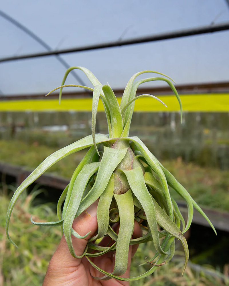 Tillandsia Streptophylla Medium