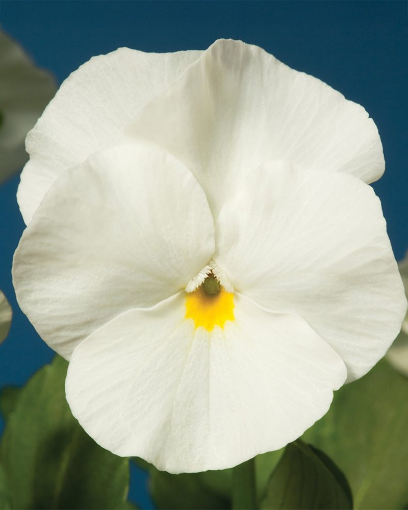 Viola Penny White 4"