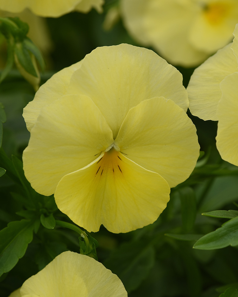 Pansy Cool Wave Lemon 4"