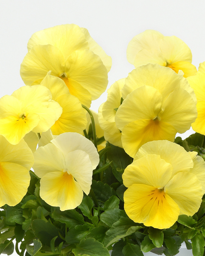 Pansy Cool Wave Lemon 6 Pack