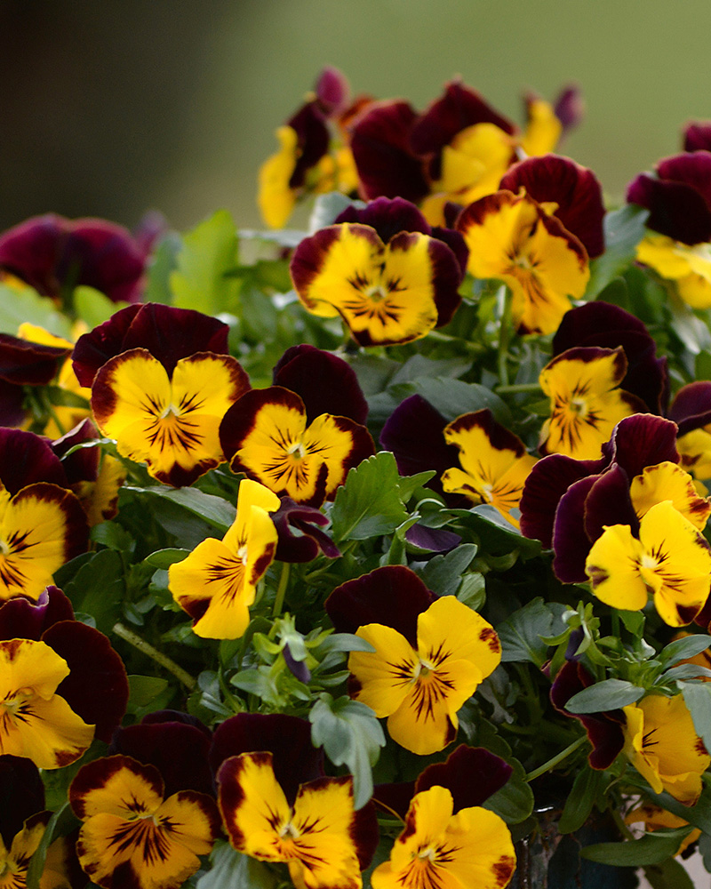 Pansy Cool Wave Sunshine 'N Wine 4"