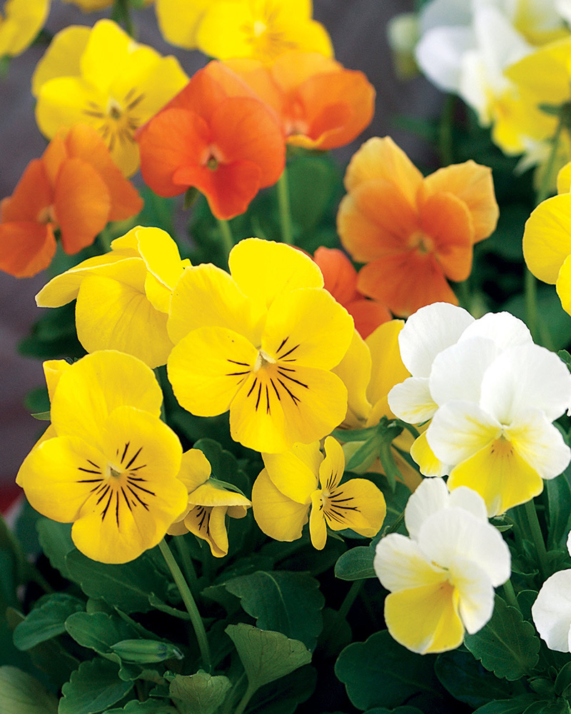 Viola Penny Citrus Mix 4"