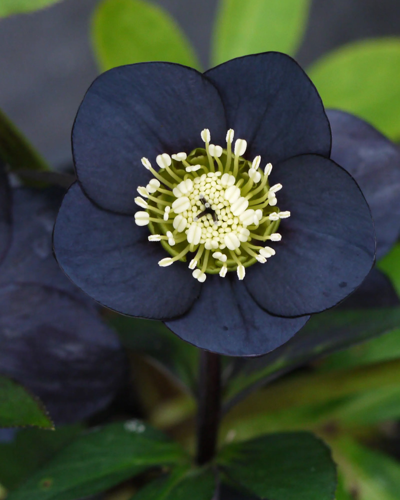Winter Jewels&reg; Black Diamond Hellebore #1<br><i>Helleborus 'Black Diamond'</br></i>