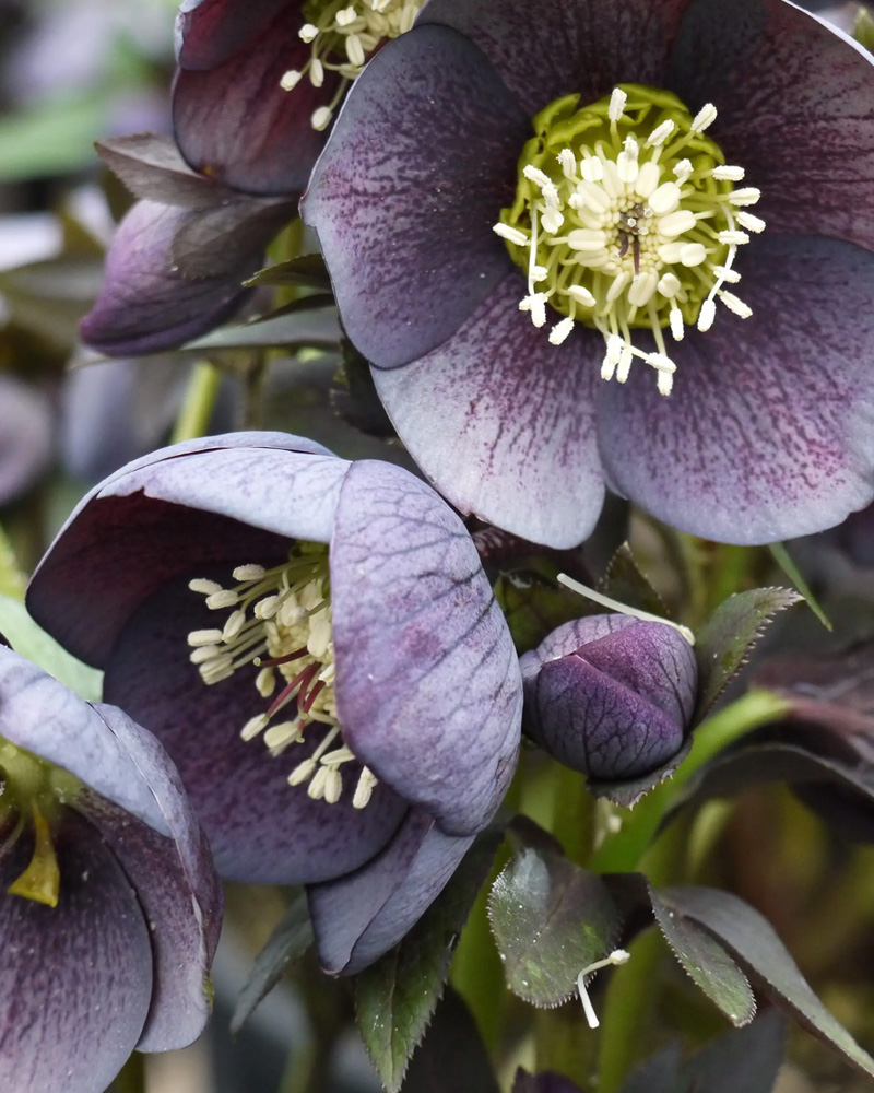 Hellebore Winter Jewels&reg; �Blue Diamond� #1<br><i>Helleborus 'Blue Diamond'</br></i>