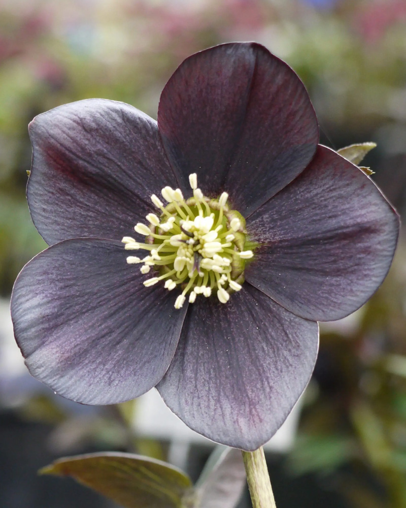 Hellebore Winter Jewels&reg; �Blue Diamond� #1<br><i>Helleborus \'Blue Diamond\'</br></i>